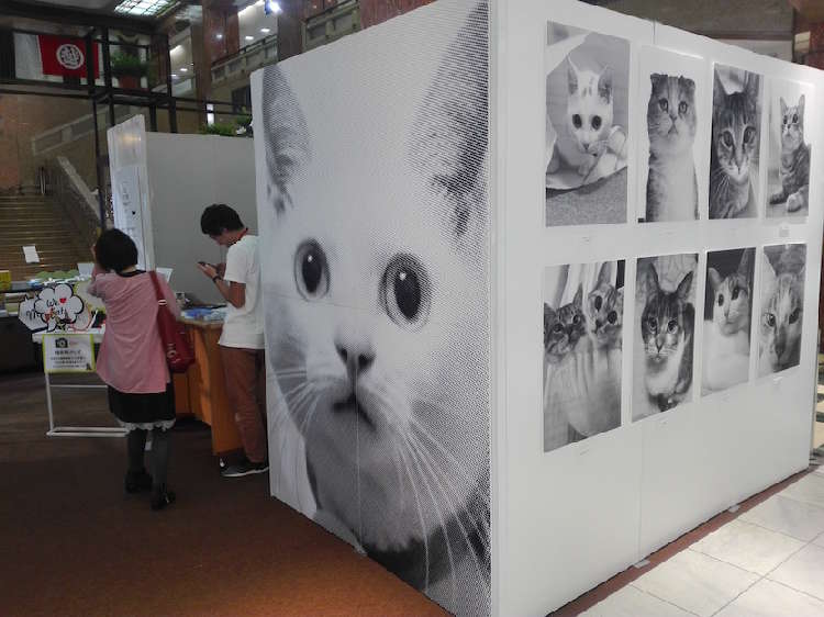 動物,犬,猫,しつけ,飼い方,育て方,病気,健康