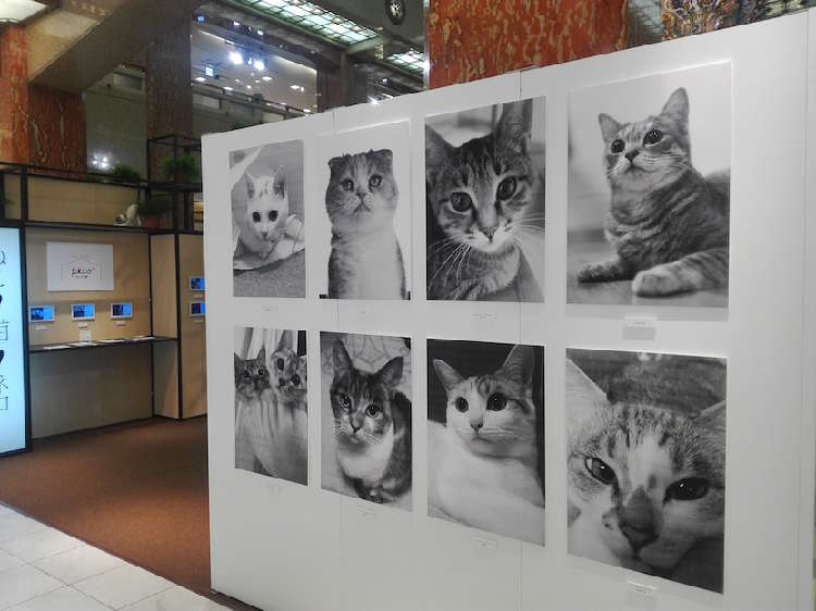 動物,犬,猫,しつけ,飼い方,育て方,病気,健康