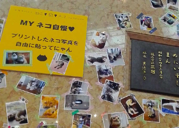 動物,犬,猫,しつけ,飼い方,育て方,病気,健康