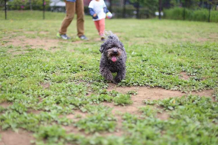 動物,犬,猫,しつけ,飼い方,育て方,病気,健康