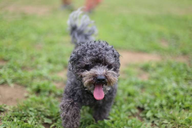 動物,犬,猫,しつけ,飼い方,育て方,病気,健康