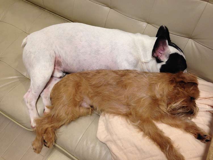 動物,犬,猫,しつけ,飼い方,育て方,病気,健康