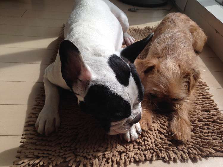 動物,犬,猫,しつけ,飼い方,育て方,病気,健康