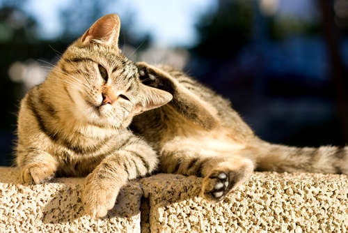 動物,犬,猫,しつけ,飼い方,育て方,病気,健康