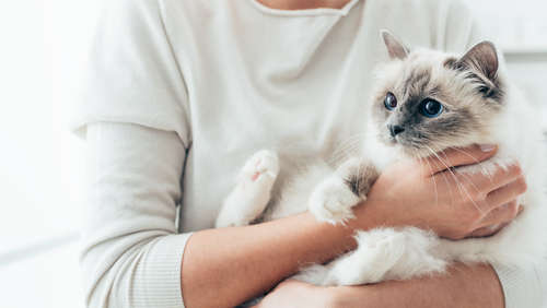 動物,犬,猫,しつけ,飼い方,育て方,病気,健康