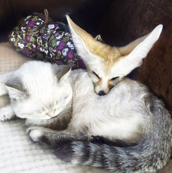 動物,犬,猫,しつけ,飼い方,育て方,病気,健康