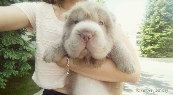 動物,犬,猫,しつけ,飼い方,育て方,病気,健康