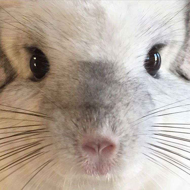 動物,犬,猫,しつけ,飼い方,育て方,病気,健康