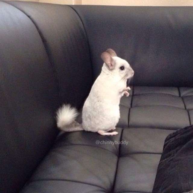 動物,犬,猫,しつけ,飼い方,育て方,病気,健康