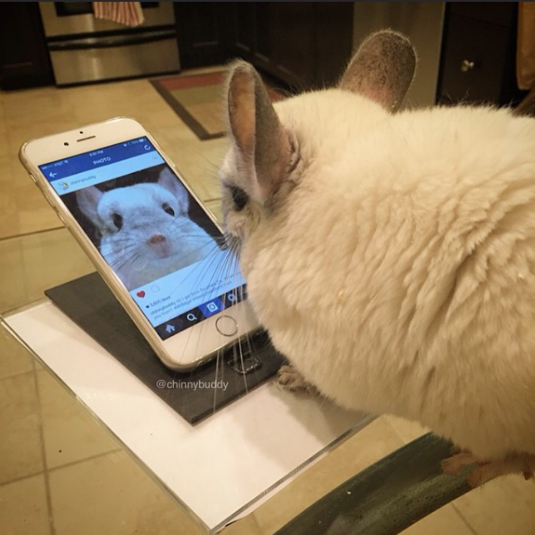 動物,犬,猫,しつけ,飼い方,育て方,病気,健康