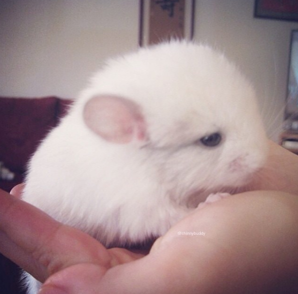 動物,犬,猫,しつけ,飼い方,育て方,病気,健康