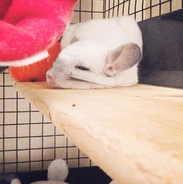 動物,犬,猫,しつけ,飼い方,育て方,病気,健康