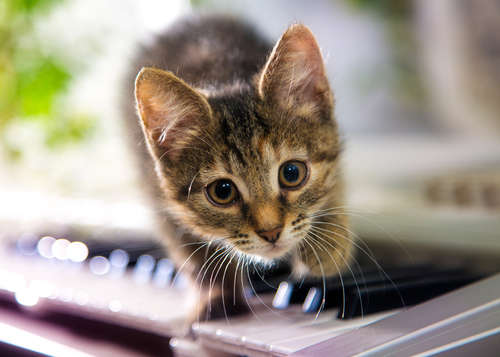 動物,犬,猫,しつけ,飼い方,育て方,病気,健康