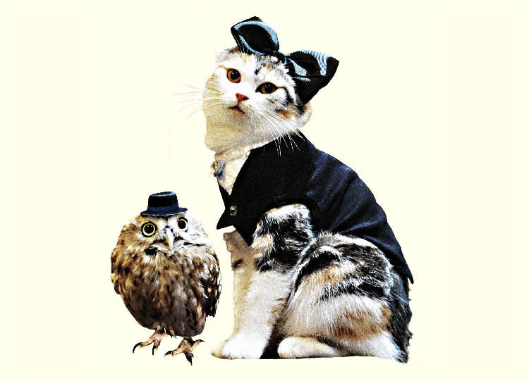 動物,犬,猫,しつけ,飼い方,育て方,病気,健康