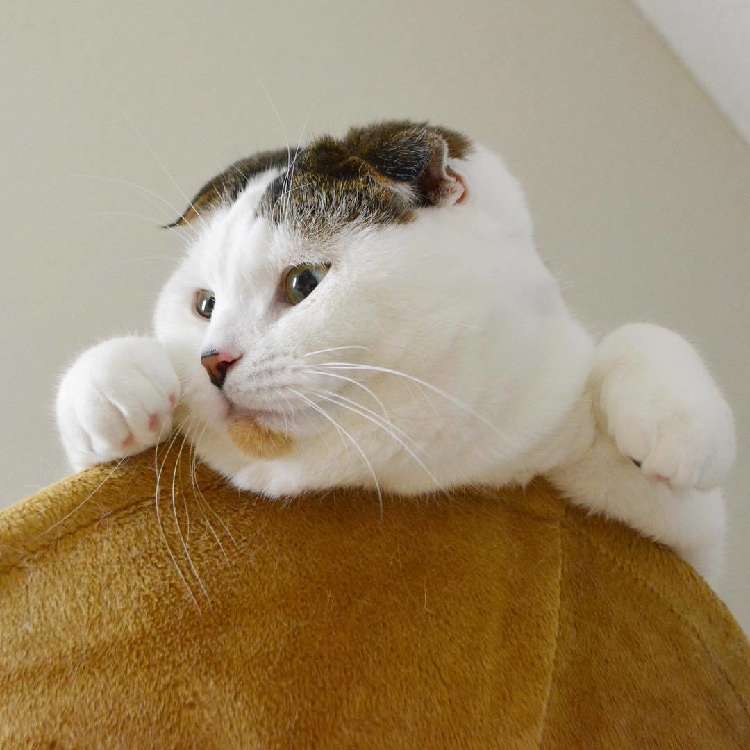 4.