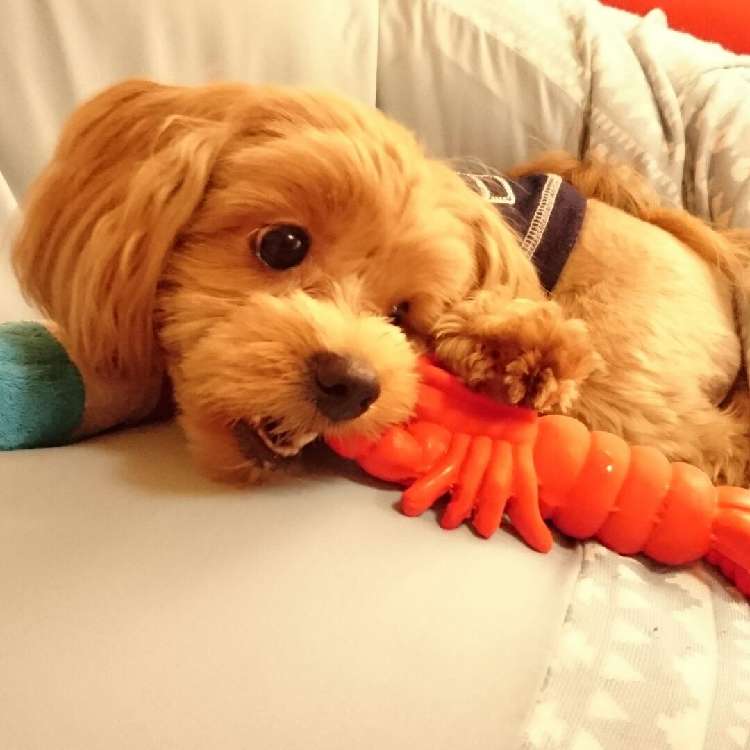 琥珀ちゃん