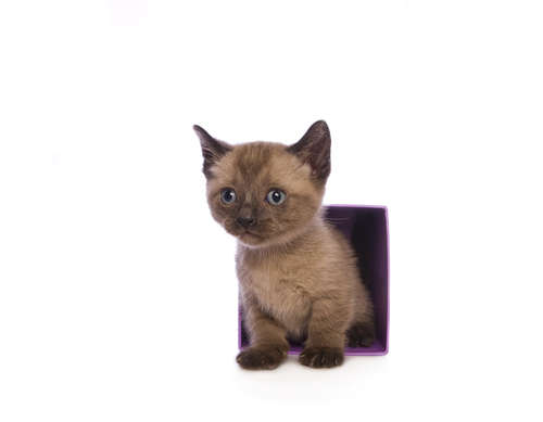 動物,犬,猫,しつけ,飼い方,育て方,病気,健康
