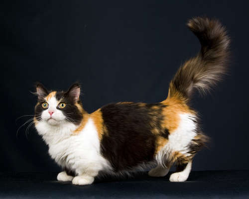 動物,犬,猫,しつけ,飼い方,育て方,病気,健康