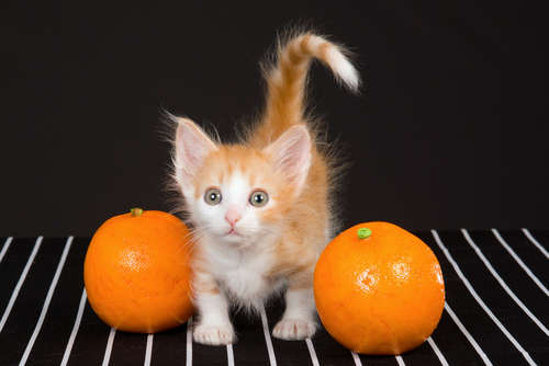 動物,犬,猫,しつけ,飼い方,育て方,病気,健康