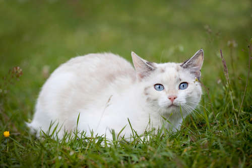 動物,犬,猫,しつけ,飼い方,育て方,病気,健康