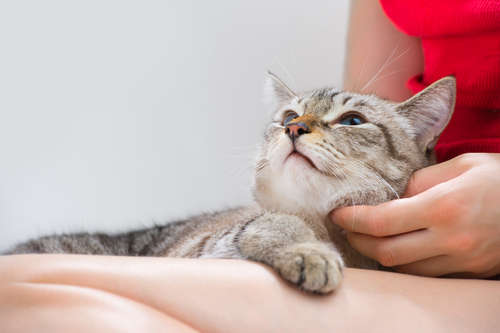 動物,犬,猫,しつけ,飼い方,育て方,病気,健康