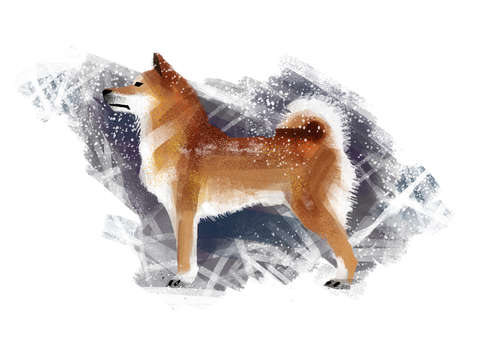 動物,犬,猫,しつけ,飼い方,育て方,病気,健康