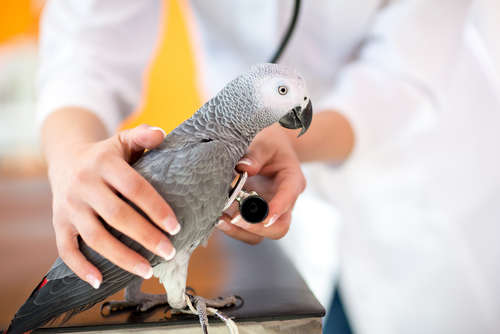 動物,犬,猫,しつけ,飼い方,育て方,病気,健康