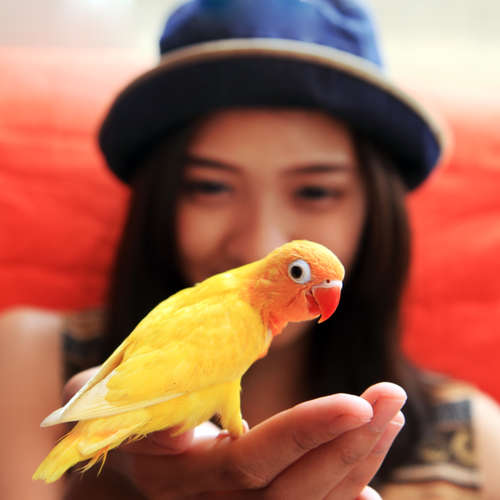 動物,犬,猫,しつけ,飼い方,育て方,病気,健康