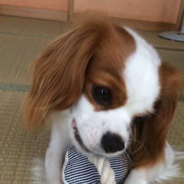 アイスをめぐって壮絶バトル!?