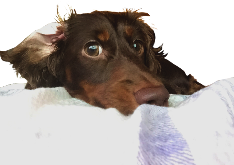 動物,犬,猫,しつけ,飼い方,育て方,病気,健康