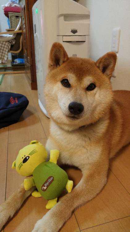げん太くん