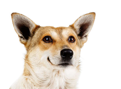 動物,犬,猫,しつけ,飼い方,育て方,病気,健康