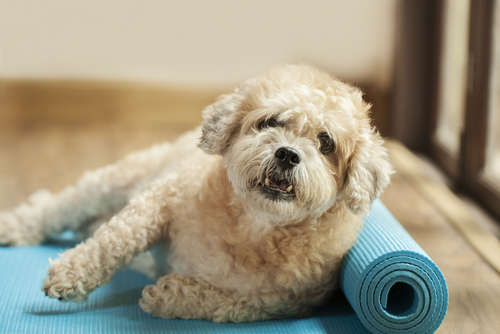 動物,犬,猫,しつけ,飼い方,育て方,病気,健康