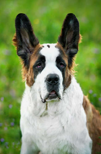 動物,犬,猫,しつけ,飼い方,育て方,病気,健康