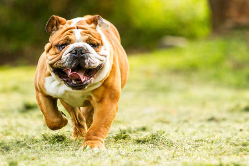 動物,犬,猫,しつけ,飼い方,育て方,病気,健康
