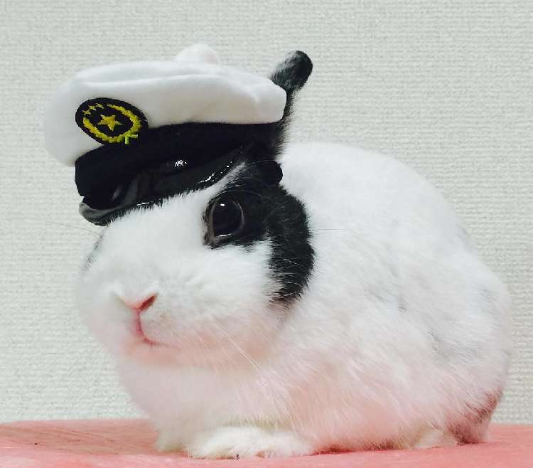 7.今日も事件を解決したウサ~