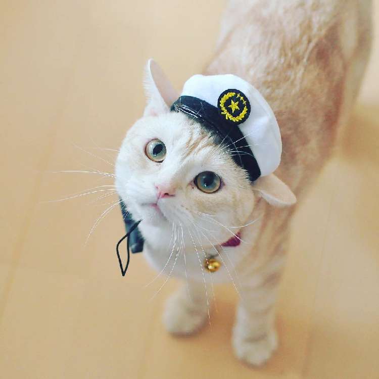 11.何か悪いコトしてないかニャ?