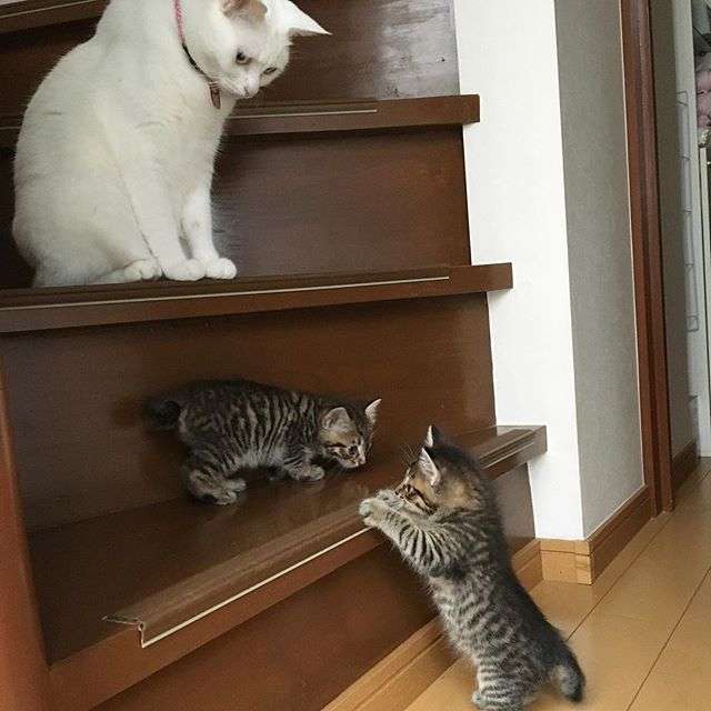 動物,犬,猫,しつけ,飼い方,育て方,病気,健康