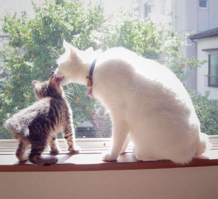 動物,犬,猫,しつけ,飼い方,育て方,病気,健康