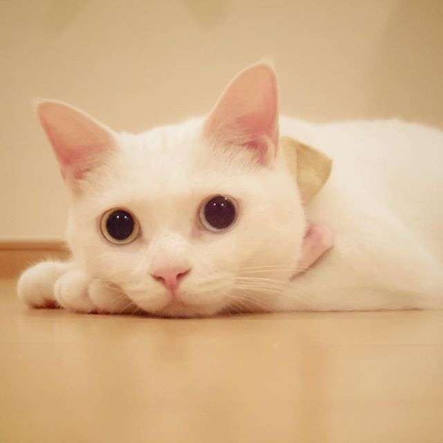 動物,犬,猫,しつけ,飼い方,育て方,病気,健康
