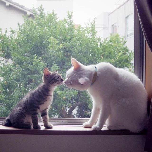 動物,犬,猫,しつけ,飼い方,育て方,病気,健康