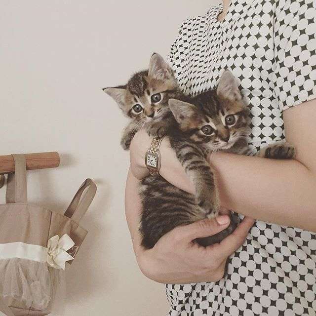 動物,犬,猫,しつけ,飼い方,育て方,病気,健康