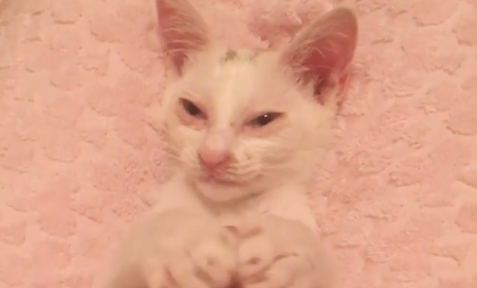 動物,犬,猫,しつけ,飼い方,育て方,病気,健康