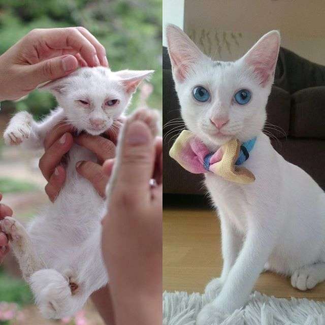 動物,犬,猫,しつけ,飼い方,育て方,病気,健康