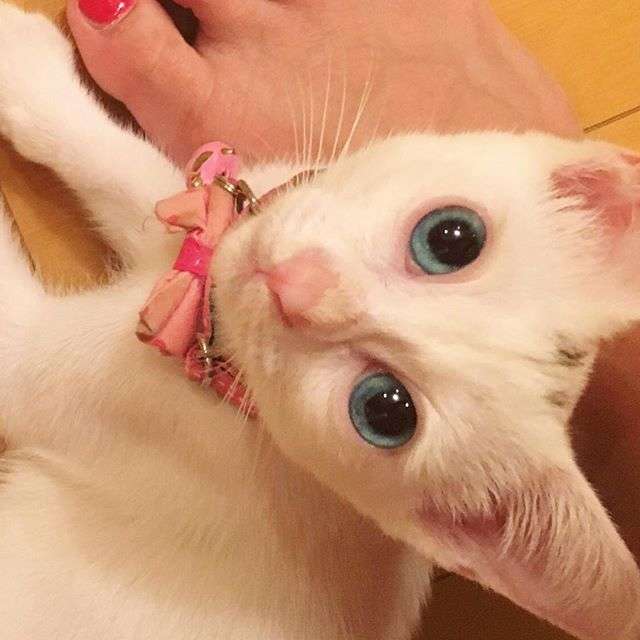動物,犬,猫,しつけ,飼い方,育て方,病気,健康