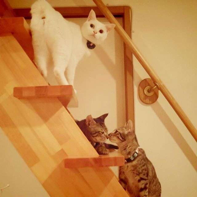 動物,犬,猫,しつけ,飼い方,育て方,病気,健康