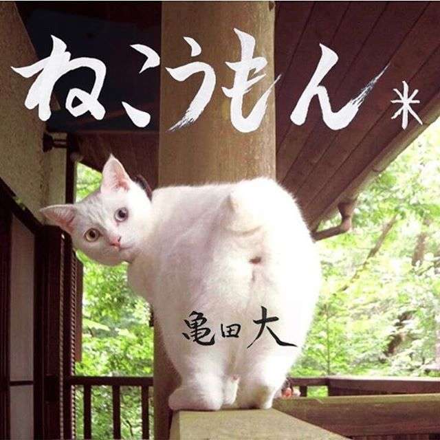 動物,犬,猫,しつけ,飼い方,育て方,病気,健康