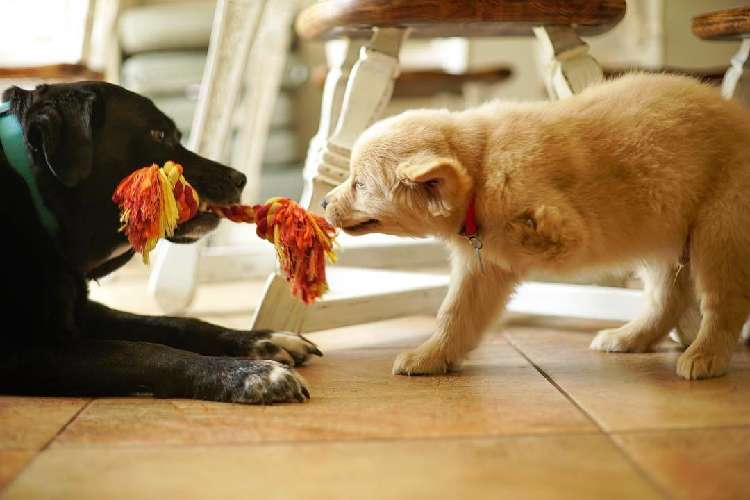 動物,犬,猫,しつけ,飼い方,育て方,病気,健康
