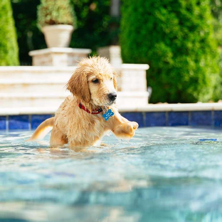 動物,犬,猫,しつけ,飼い方,育て方,病気,健康