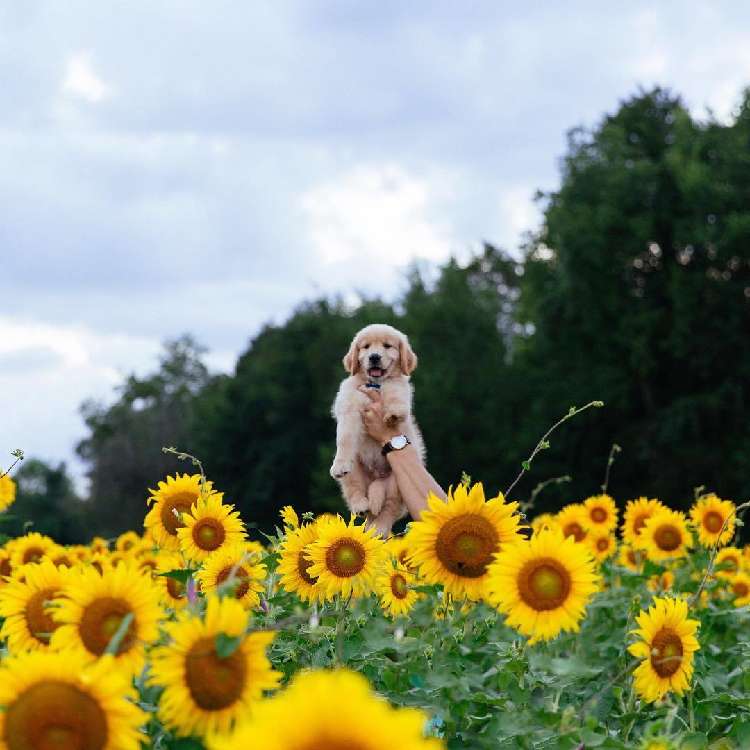 動物,犬,猫,しつけ,飼い方,育て方,病気,健康